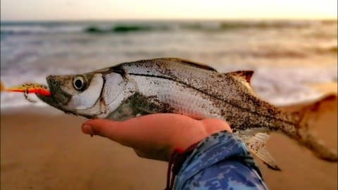 Spinning Fishing Santa Teresa