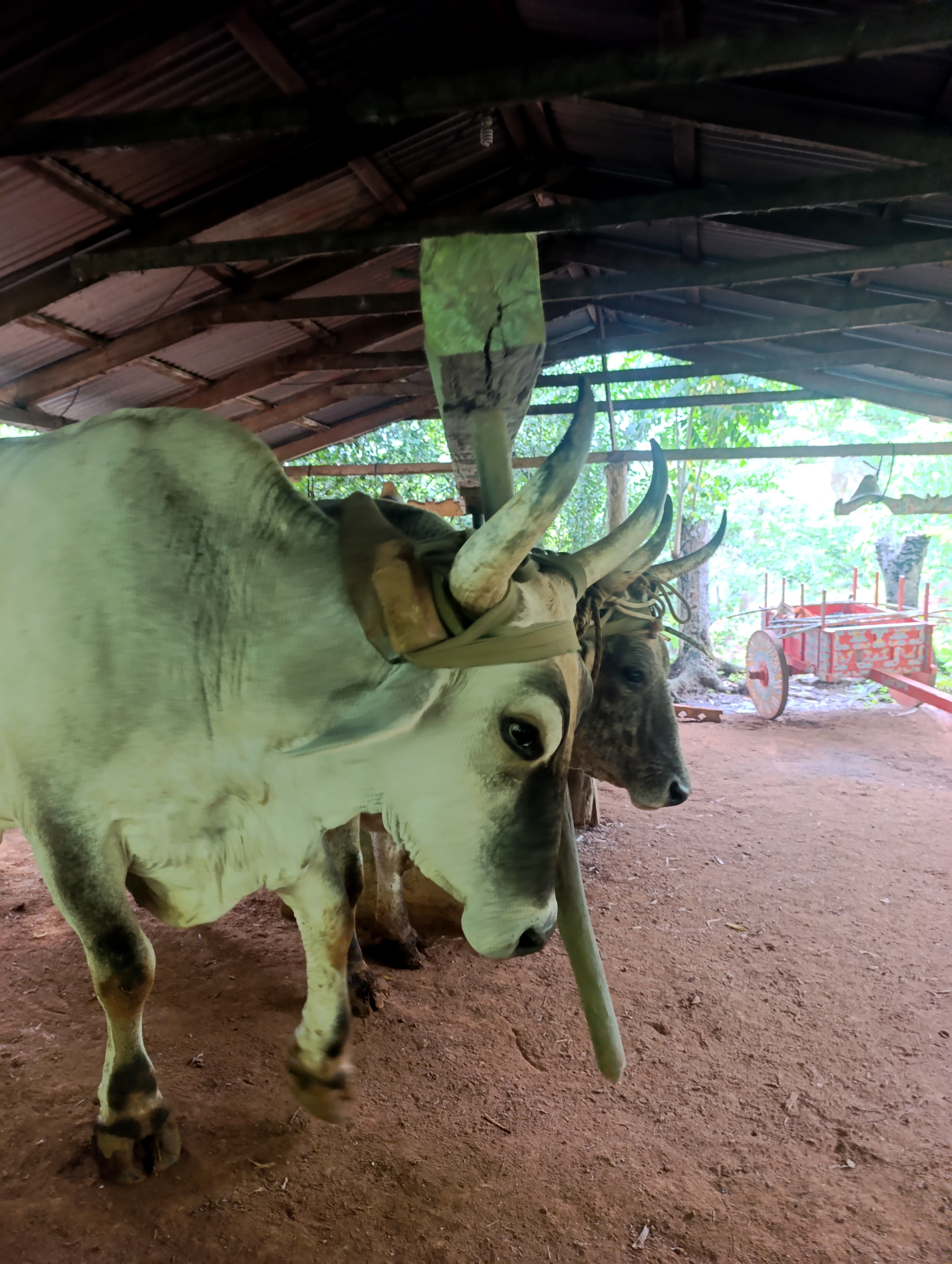 Farm and Cultural Experience gallery image 4