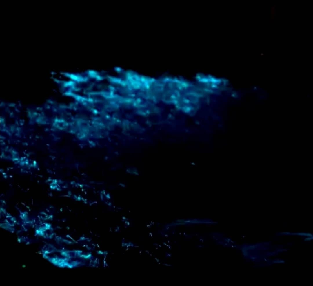 Bioluminescence nigth tour-Group