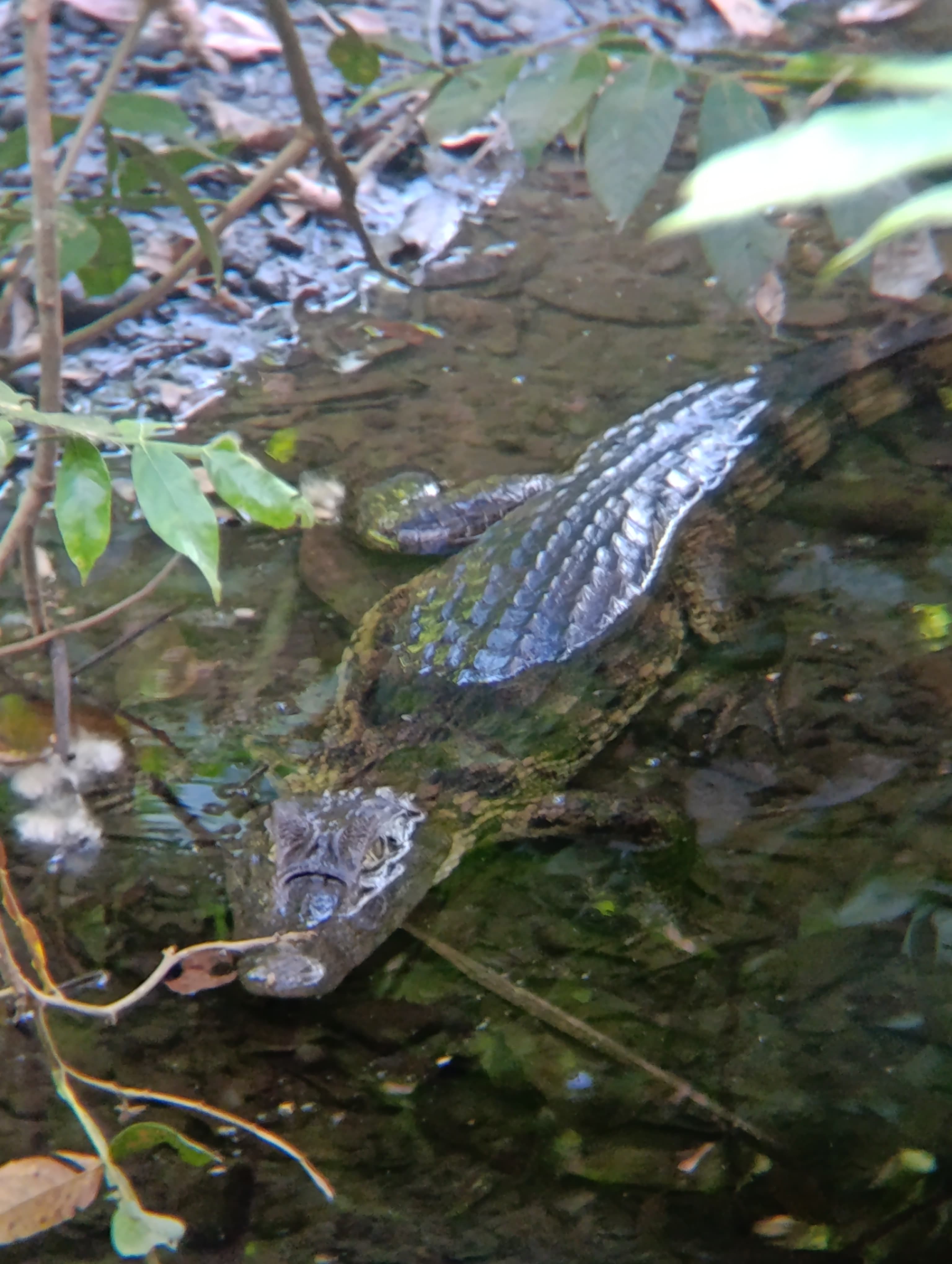 Curu Wildlife Walk gallery image 2