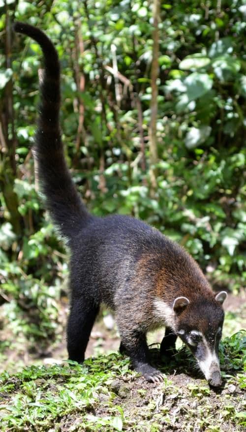 Curu Wildlife Walk gallery image 3