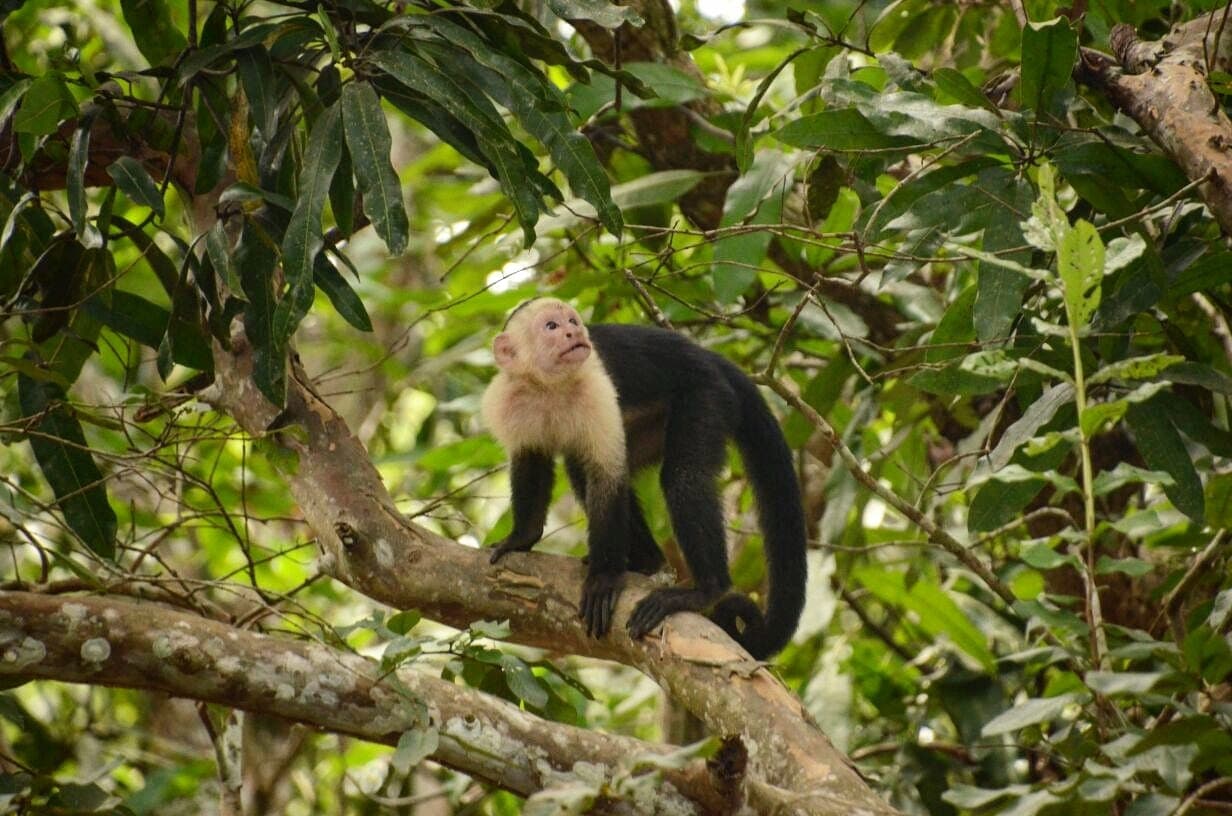 Curu wildlife walk & isla Tortuga gallery image 3