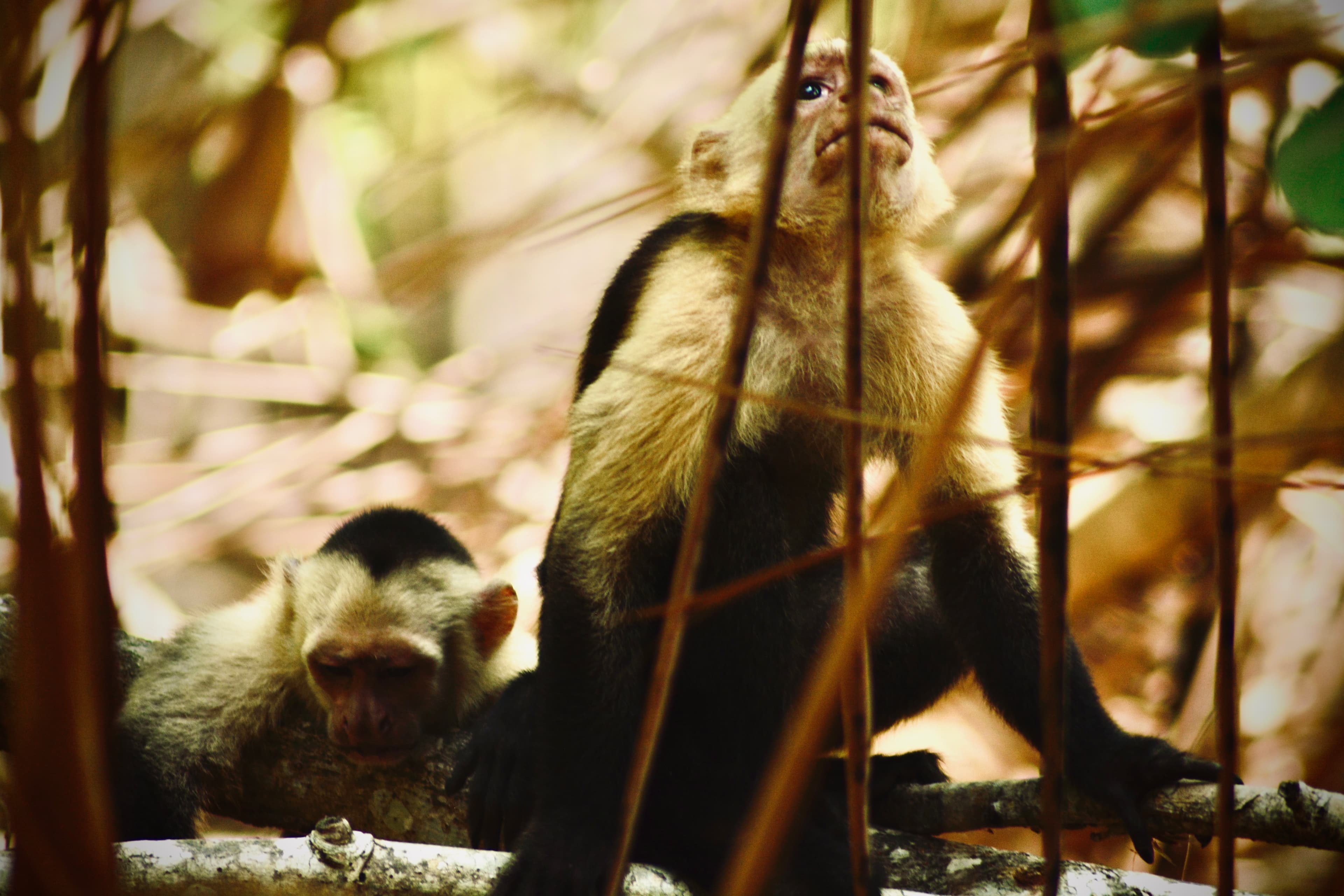 Curu Wildlife Walk gallery image 5